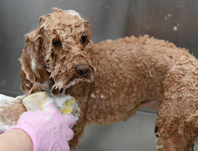 浴室里的杏标贵宾犬洗澡健康图片