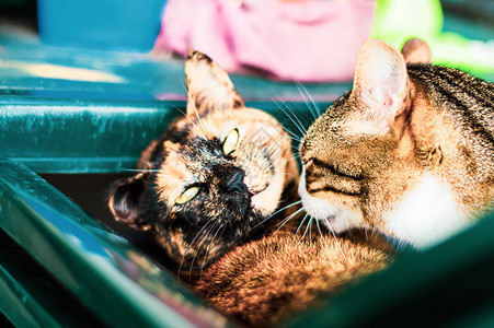 两只猫在绿色椅子上玩耍图片