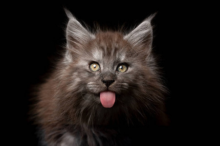 淘气的年轻麦当劳小猫伸出舌头看着黑图片