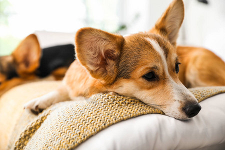 柯基犬白底可爱的柯基犬在家的床上休息背景