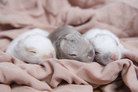 美丽的兔子睡在毯子上可爱的新生兔子正在打盹年轻可爱图片