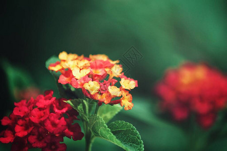 美丽的红春花图片
