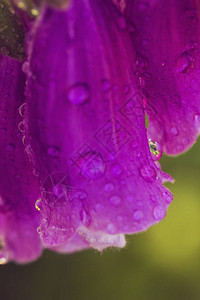 紫色狐狸球Digitalis图片