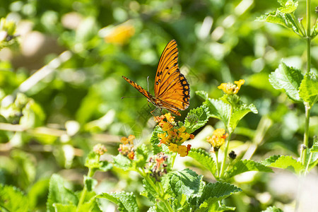 一只美丽的海湾贝母蝴蝶展开其带有黑色条纹和斑点的精致橙色翅膀图片