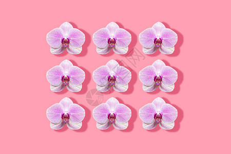白兰花和正红兰花的边框粉红色背景上有突图片