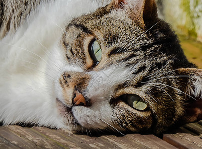 绿眼睛放松的猫肖像图片
