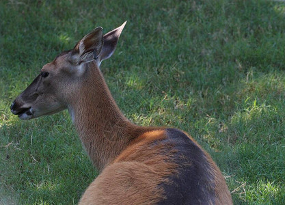 鹿躺在草地上头稍微向左转的背面图图片