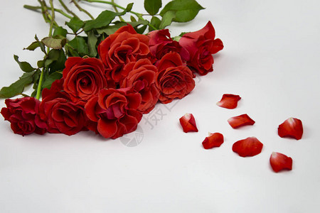 花园里美丽的玫瑰花玫瑰花背景玫瑰花纹理可爱的玫瑰在白色背景上的玫图片