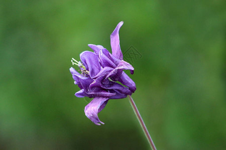 单一的普通鸽或Aquilegiavulgaris或欧洲鸽或Grannys睡帽或帽子草本多年生植物图片