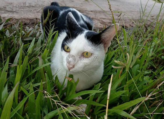 一只猫躺在草坪上图片