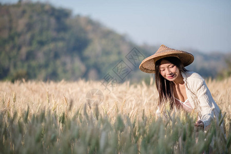 越南女农民小麦收获图片