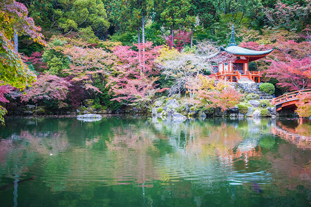 日本京都秋季充满多彩的树叶和子的美图片