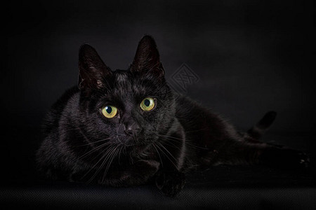 黑色的黑猫有黑色背景躺在他身边用大图片