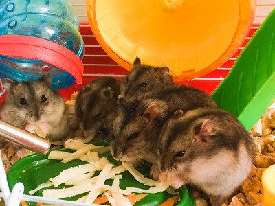 一群老鼠仓吃着食物的达赞图片素材