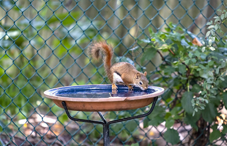 一只美国红松鼠在郊区后院的鸟浴中喝水图片