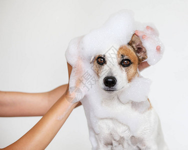 狗在浴缸里用肥皂洗脸宠物护理图片