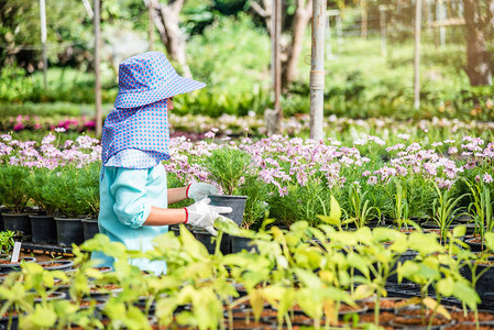 种植物的幼苗农业工人女在花园里的花里图片