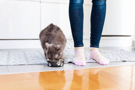 女人在家里喂她的猫图片