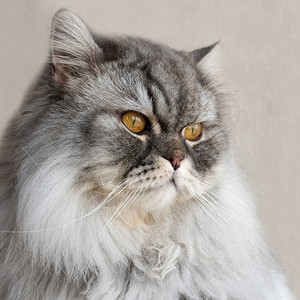 毛茸的灰色苏格兰猫特写肖像橙色美丽的眼睛家养纯种猫深图片