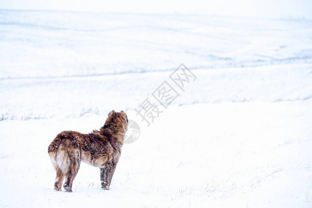 冬雪日棕色中亚牧羊犬图片