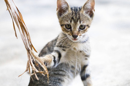 小猫灰色颜宠物运动在底图片