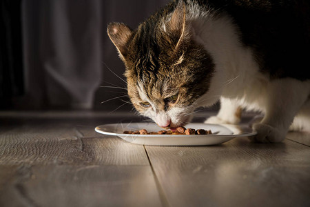 猫吃食物食物图片