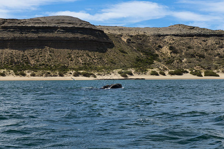 南美阿根廷瓦尔德斯半岛的南方右鲸鱼图片