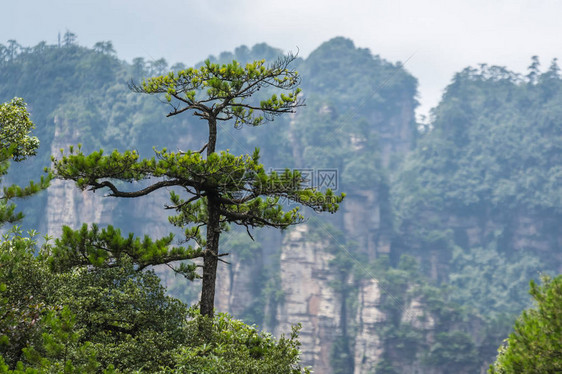 在湖南省伍林源Wwlingyuan著名旅游景点张家吉公园天津山石柱上图片