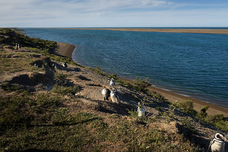 南美阿根廷的巴尔德斯半岛企鹅聚居地这图片