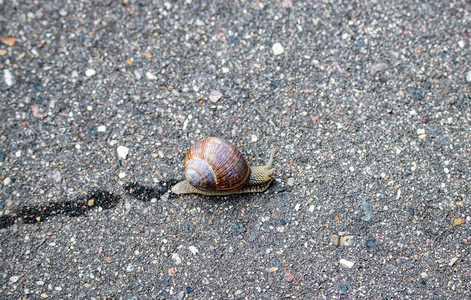 一只快速的蜗牛在沥青上跑了很长一段距离图片