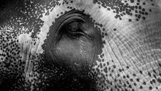 流泪的大象眼大象眼睛的黑色和白色特端图像图片素材