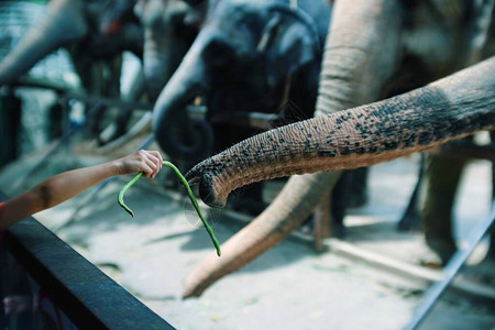 靠近动物园的大象树干亲切的人工喂食蔬背景图片