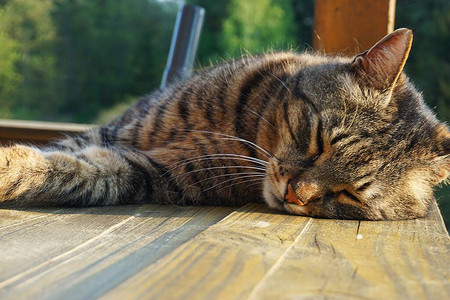 在阳光明媚的一天猫在图片