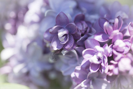 花粉Syringa品种特质在阳光春日的花园中柔软地集中图片