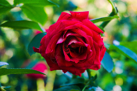 饱和的颜色和模糊的背景合在一起构成这朵玫瑰花图片