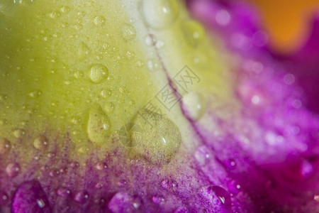 宏观背景紫色兰花瓣上的水滴图片