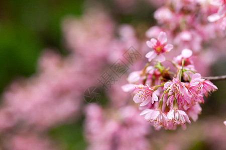 樱花樱花日本樱花图片