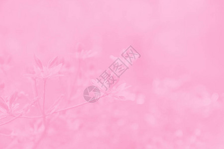春天的枝条第一片叶子和花朵粉红色图片
