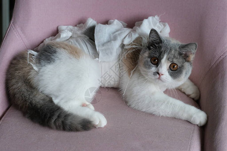 一只英国短发小猫她只是有输卵管结扎躺在椅子上悲哀图片