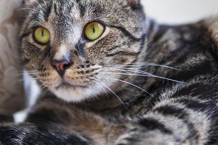 虎斑猫用充满活力的黄色眼睛紧图片
