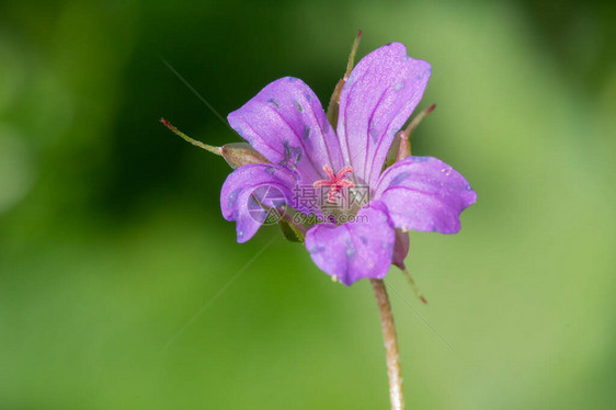 小型花朵起重机GeranuimPu图片