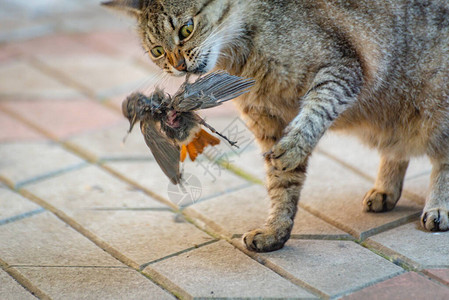 猫有麻雀猎物图片