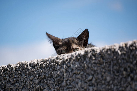 躲在墙后面的小猫或小猫只有眼睛和图片
