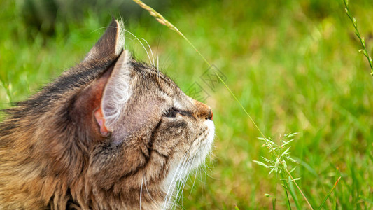 大眼睛深情的家猫图片