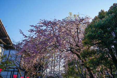 樱村市和城市图片