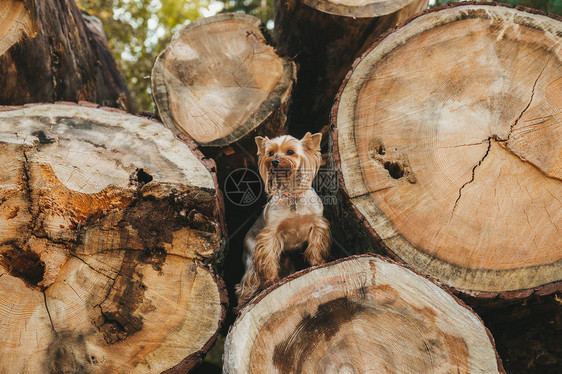 YorkshireTerrier站在树林的木头上森林里图片