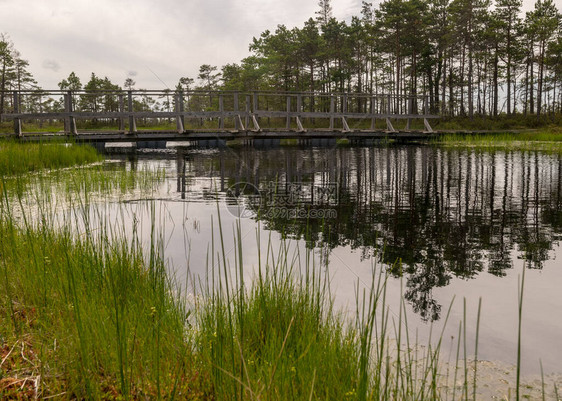 景观与沼泽中间的一座木制建筑步行桥图片