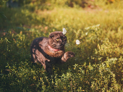 猫在花园里狩猎蝴蝶图片