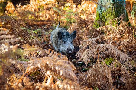 枫丹白露森林中的野猪图片