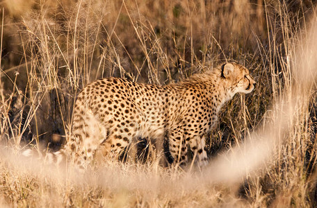 博茨瓦纳奥卡万戈德尔塔的CheetahCinonixJubatussoemmer图片